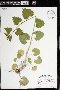 Alliaria petiolata image