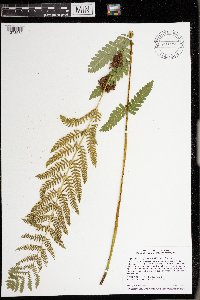 Media resource of Osmunda claytoniana