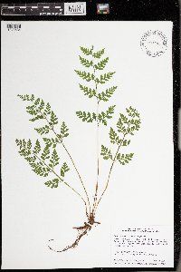 Cystopteris protrusa image