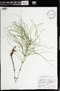Equisetum arvense image