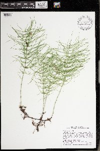 Equisetum pratense image