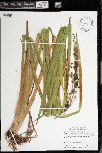 Sparganium eurycarpum image