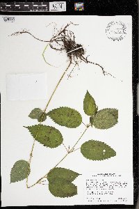 Image Associated With the Occurrence