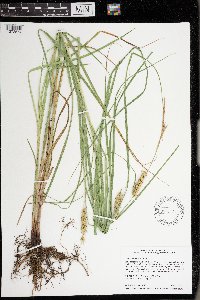 Carex laeviconica image