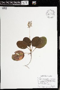 Pyrola elliptica image