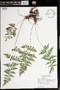 Cystopteris tenuis image