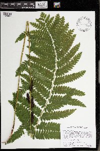 Image Associated With the Occurrence