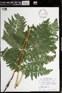 Pteridium aquilinum var. latiusculum image