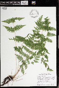 Cystopteris bulbifera image