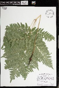 Pteridium aquilinum var. latiusculum image