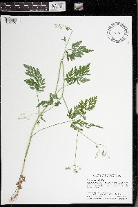Torilis japonica image