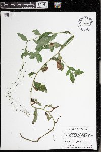 thumbnail image of current specimen