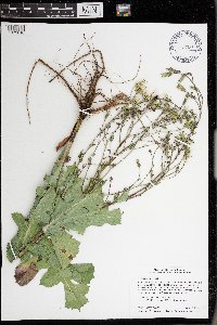 Lactuca canadensis image
