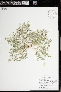 Euphorbia geyeri image