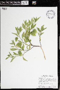 Physalis virginiana image