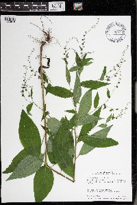 Hackelia virginiana image