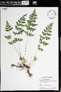 Cystopteris protrusa image