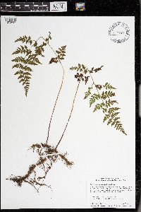 Cystopteris protrusa image