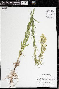 Conyza canadensis image