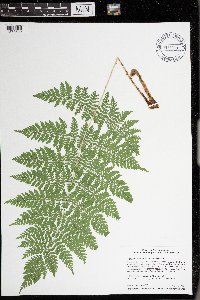 Dryopteris intermedia image