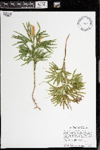 Dendrolycopodium dendroideum image