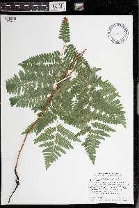 Pteridium aquilinum var. latiusculum image