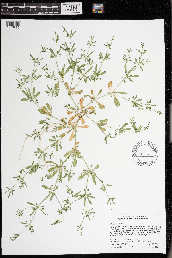 Mollugo verticillata image