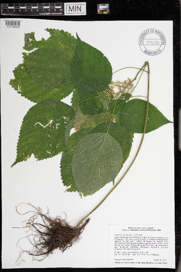 Laportea canadensis image