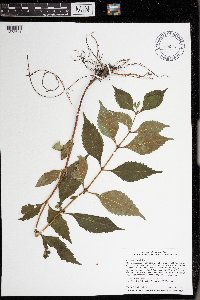 Lycopus virginicus image