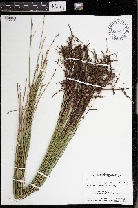 Eleocharis palustris image