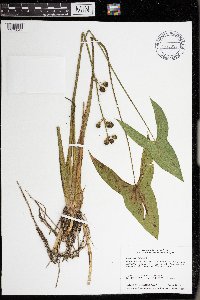 Sagittaria latifolia image