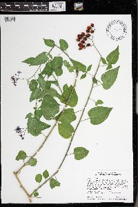 Solanum dulcamara image