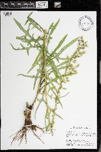 Lactuca canadensis image