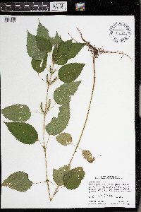 Image Associated With the Occurrence