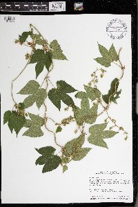 Humulus lupulus image