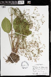 Alisma triviale image