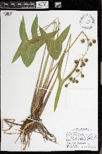 Sagittaria latifolia image