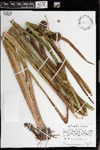 Sparganium eurycarpum image