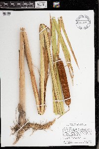Typha angustifolia image