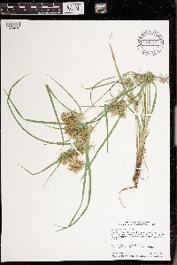 Cyperus odoratus image