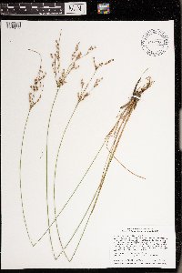 Juncus anthelatus image