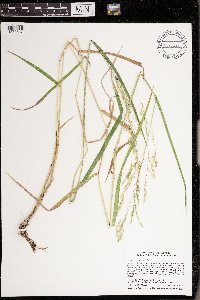 Leersia oryzoides image