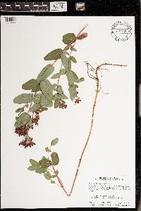 Triadenum fraseri image