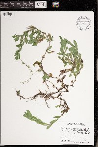 Myosotis scorpioides image