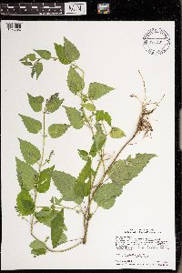 Scutellaria lateriflora image
