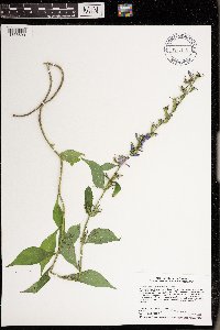 Campanulastrum americanum image