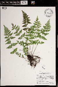 Cystopteris tenuis image