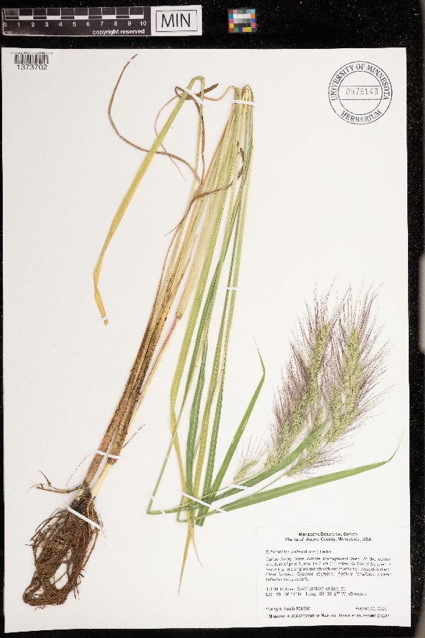 Echinochloa walteri image
