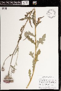 Cirsium muticum image