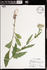 Erechtites hieraciifolius image